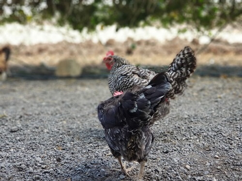 החווה הצ'רקסית